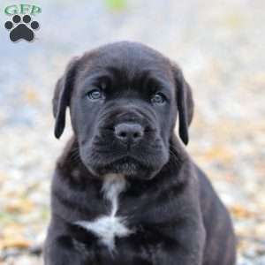 Shadow, Cane Corso Puppy
